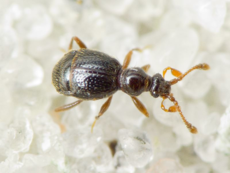 Bryaxis bulbifer (Reichenbach, 1816)